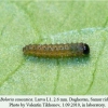 boloria caucasica daghestan larva l1